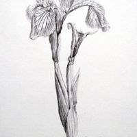 Iris Bleistift 25 x 16 cm